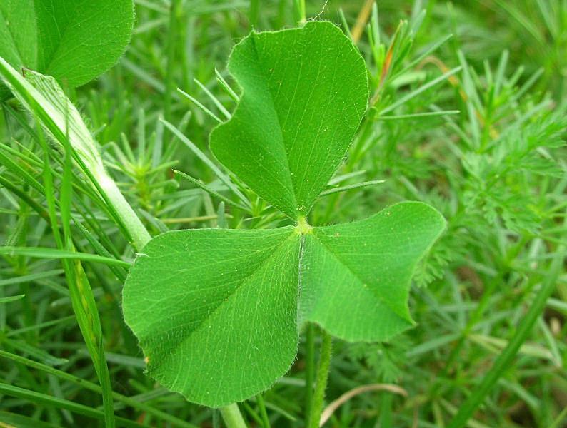 Trifolium incarnatum subsp. molinerii / Trifoglio di Molineri